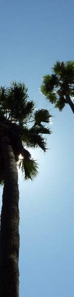 palm trees, los angeles, hollywood-207045.jpg